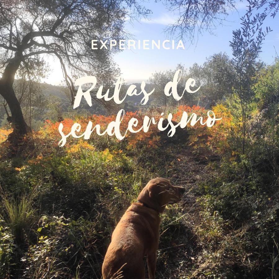 El Hogar De Lucia Villa Casares Eksteriør bilde